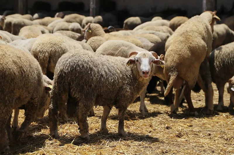 "تحذير من كارثة صحية: تفشي مرض غريب بين الماشية في مكناس"