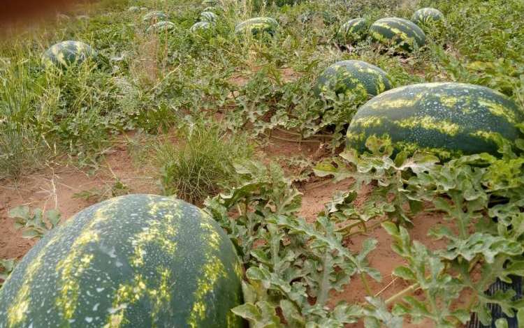 استنفار بطاطا بسبب ضيعات خالفت قرار منع زراعة «الدلاح»