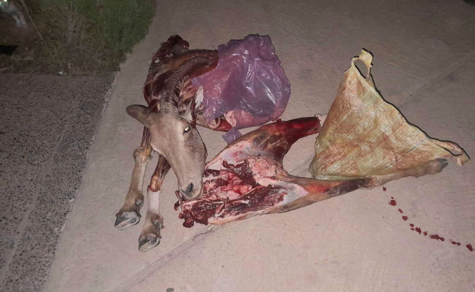 تنسيق أمني يطيح بشخص متلبس بصيد الأروي ضواحي تافراوت