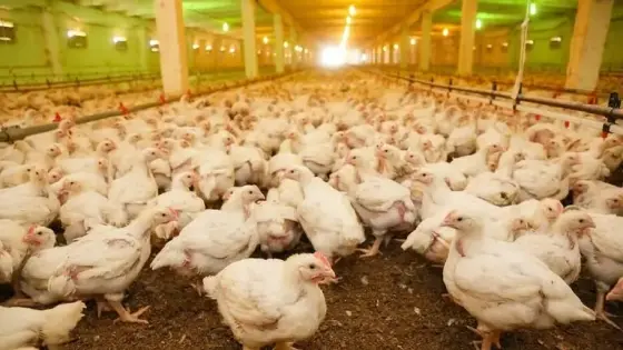 جمعية مربي الدواجن تكشف الأسباب وصول أثمنة لحوم الدواجن الى 20 درهم للكيلو..