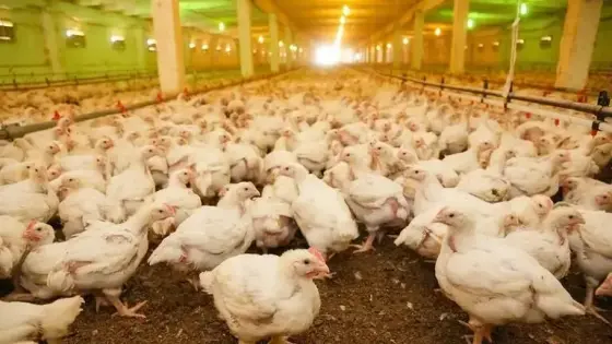 جمعية مربي الدواجن تكشف الأسباب وصول أثمنة لحوم الدواجن الى 20 درهم للكيلو..