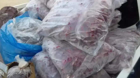 قضاة جطو يفكون لغز الأضاحي المتعفنة