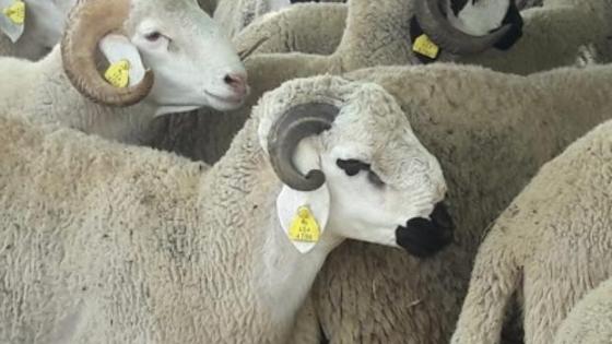 القطيع الوطني.. الحالة الصحية “مرضية” بكل جهات المملكة