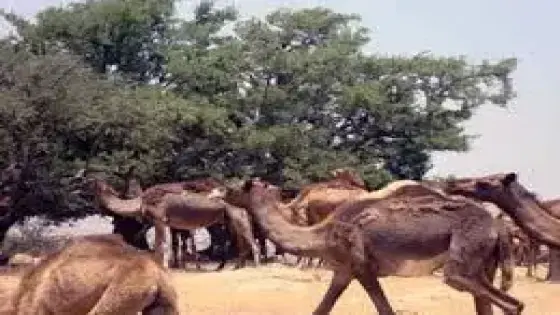 عاجل..عصابة من الرعاة الرحل تضرم النار في ملك فلاحي بجماعة الكدية البيضاء ضواحي أولاد تايمة