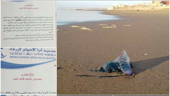 خطر، قناديل البحر يغزو سواحل أكادير وهيئات مدنية تحذر