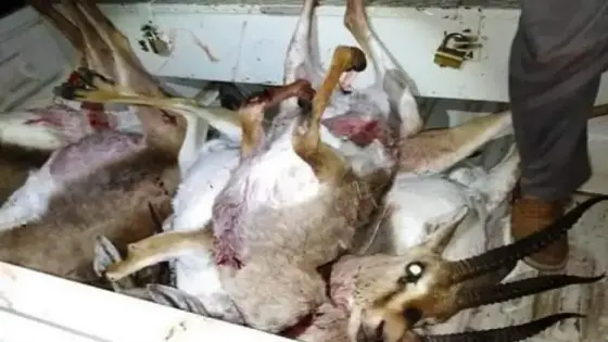 شكاية تطيح بصياد غزلان نواحي تزنيت