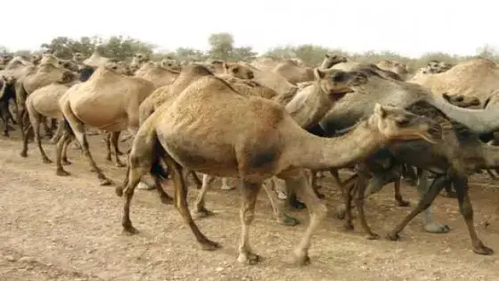 ” أبو الحقوق ” يخمد فتيل حرب ” الرعاة ” بأيت ملول