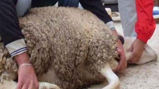 عيد الأضحى،مواقيت الذبح لأكادير والجهة