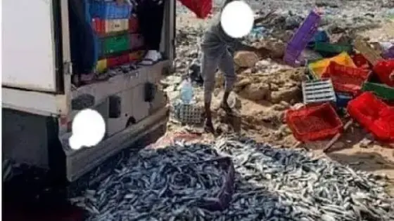 طرفاية: حجز أطنان من سمك السردين المهرّب باتجاه أكادير