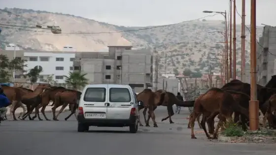 بأكادير.. اجتماع موسع لتدارس إجراءات تنزيل قانون الترحال الرعوي