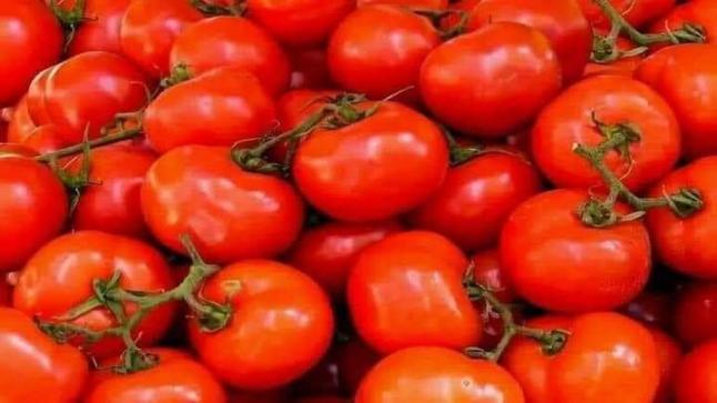أسعار الطماطم تنخفض بسوق الجملة بإنزكان