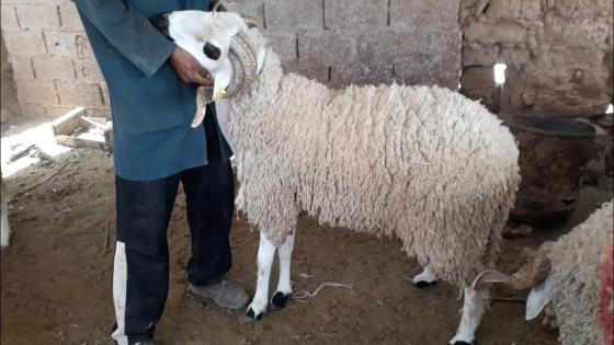 نقاش حاد بين زوجين حول “الحولي” ينتهي بفاجعة