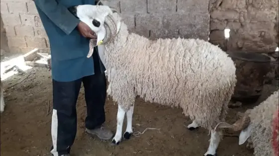 نقاش حاد بين زوجين حول “الحولي” ينتهي بفاجعة