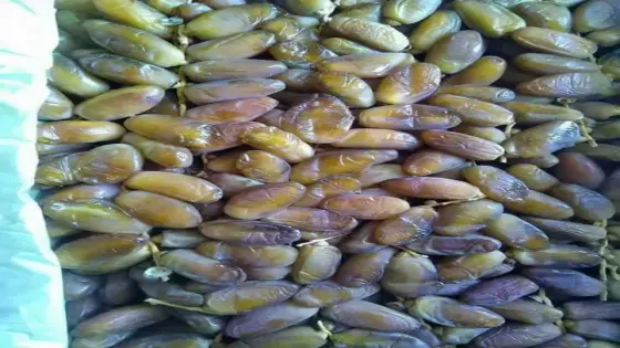 نشطاء مغاربة يطلقون حملةً لمقاطعة التمور الجزائرية