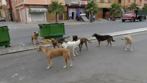 كلاب ضالة تثير مخاوف سكان بيوكرى