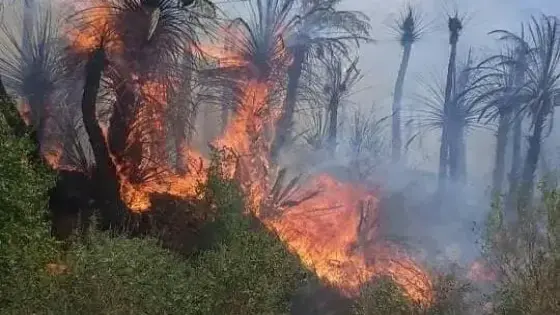 النيران تلتهم النخيل بواحة آيت منصور نواحي تافراوت