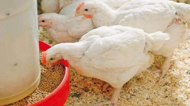 تراجع ملحوظ في أسعار الدجاج بالمغرب.. ومهنيون يكشفون الأسباب
