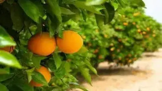 الغرفة الفلاحية لسوس ماسة تطالب بتخصيص حصص إضافية من مياه الري ل”مشروع الكردان” لإنتاج الحوامض