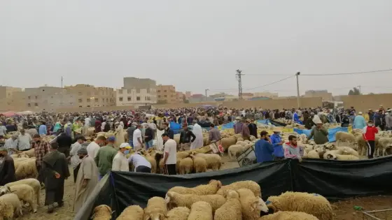بالصور.. سوق الخميس بأولاد تايمة وفرة العرض يفوق الطلب