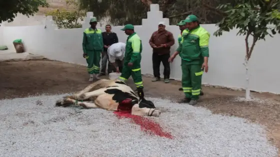 بالفيديو: بيوكرى تحتفل بموسم سيدي سعيد الشريف