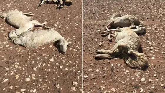 علة ” اللسان الأزرق ” تقتل قطيعا بتزنيت