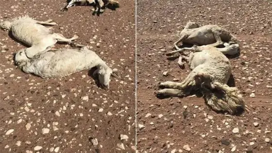 علة ” اللسان الأزرق ” تقتل قطيعا بتزنيت