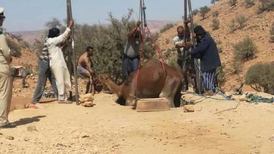 سقوط ” جمل ” داخل نطفية في هلالة بآشتوكة آيت باها