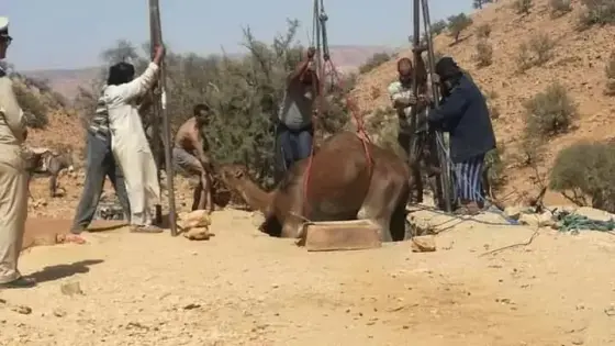 سقوط ” جمل ” داخل نطفية في هلالة بآشتوكة آيت باها