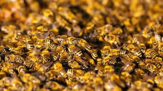وفاة طفل وإصابة 12 آخرين بعد هجوم للنحل على روض للأطفال بضواحي طاطا