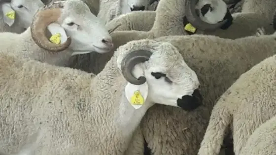 على غرار العام الماضي ، ترقيم أزيد من 4 ملايين رأس من الأغنام والماعز استعدادا لعيد الأضحى