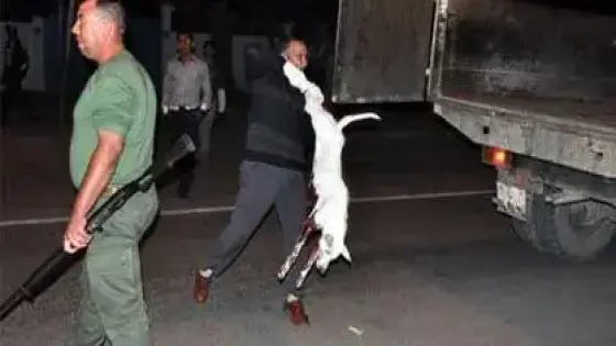 تحرير المواطنين من ” الكلاب الضالة ” في بيوكرى
