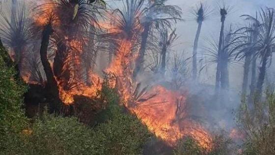 النيران تلتهم النخيل بواحة آيت منصور نواحي تافراوت
