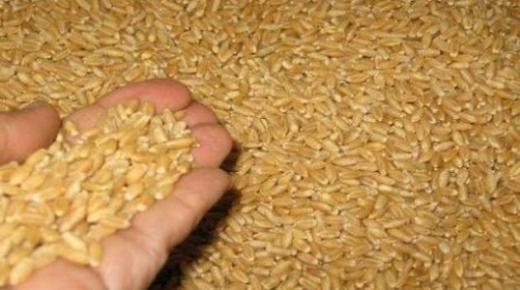 الجفاف يدفع المغرب لاستيراد حوالي 6 ملايين طن من الحبوب