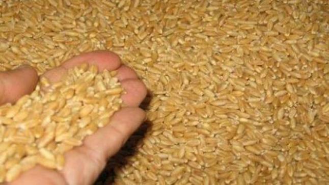 الجفاف يدفع المغرب لاستيراد حوالي 6 ملايين طن من الحبوب