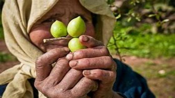 المغرب والأمم المتحدة يحتفيان الاثنين المقبل بأكادير باليوم العالمي الأول لشجرة الأركان