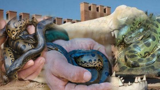 حديقة التماسيح بأكادير تشهد ازدياد 26 من صغار الأناكوندا الخضراء (الصور)