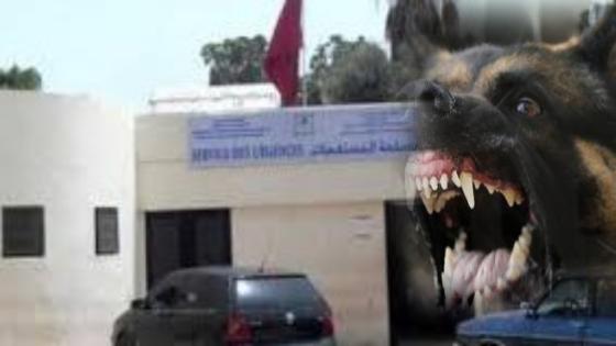 كلب مسعور يرسل سبعة أشخاص لمستعجلات انزكان
