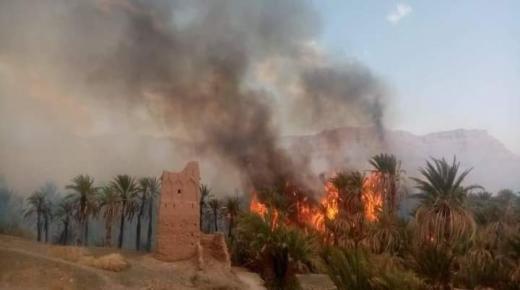 حريق يأتي على واحة تيغزا جماعة تامزموط بزاكورة