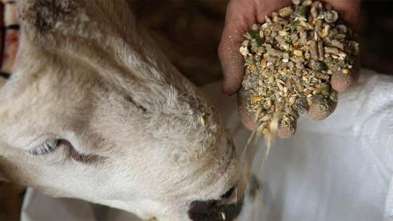 ايام قبل عيد الاضحى .. السلطات تضبط 12 طن من العلف المغشوش ممزوجا بفضلات الدواجن