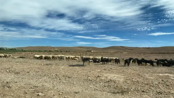 درعة تافيلالت والأراضي السلالية قطاع ينهشه ريع النواب بحاشياتهم وأفراد عائلاتهم وغموض تسوده المحسوبية والزبونية