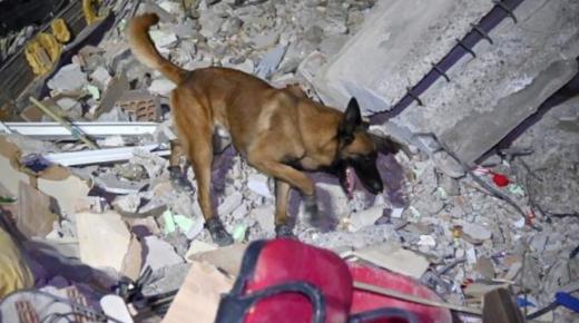 “بييرو” و”أوتو”.. إسبانيا ترسل أشهر كلابها المدربة إلى المغرب للمساعدة في العثور على ناجين من زلزال الحوز