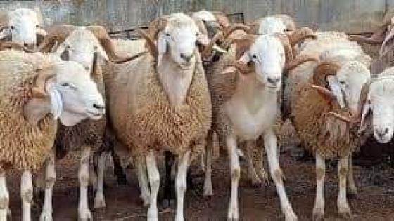 أسابيع قبل “عيد الأضحى”.. المغرب ينتظر وصول شحنة مهمة من “الأغنام” الرومانية