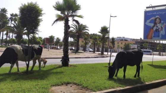 الأبقار تتسبب في حادث سير خطير بالقنيطرة