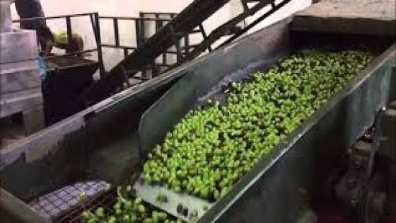 خطير : مصرع عاملين بمعصرة زيت الزيتون بأولاد تايمة