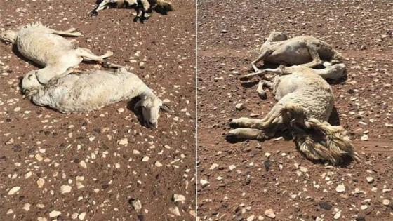 علة ” اللسان الأزرق ” تقتل قطيعا بتزنيت