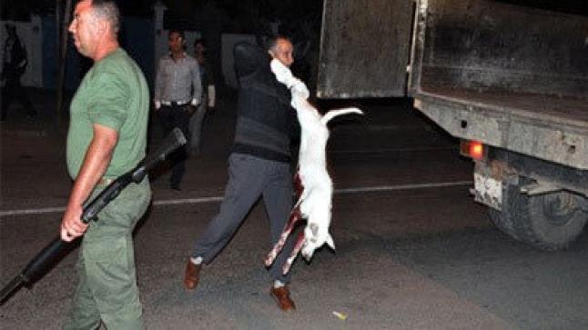 تحرير المواطنين من ” الكلاب الضالة ” في بيوكرى