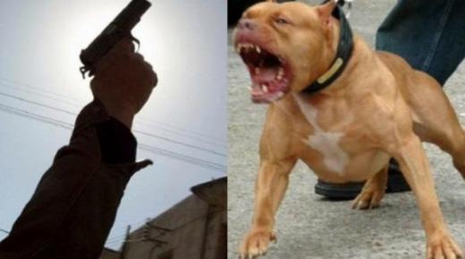 الرباط : مقدم شرطة يضطر لاستعمال سلاحه ضد كلب شرس حرضه صاحبه على الشرطة