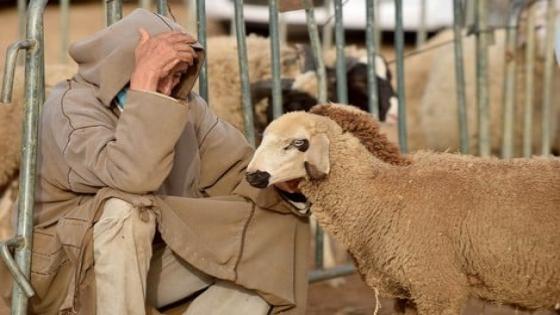 حوالي 4,4 مليارات درهم لدعم الكسابة 