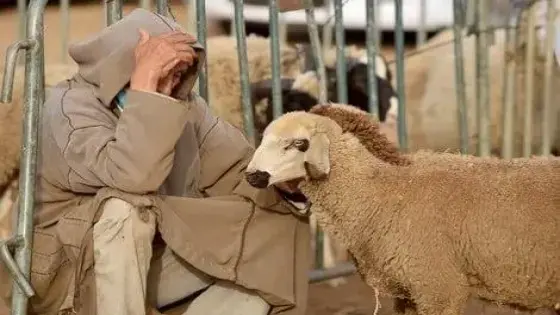 حوالي 4,4 مليارات درهم لدعم الكسابة 