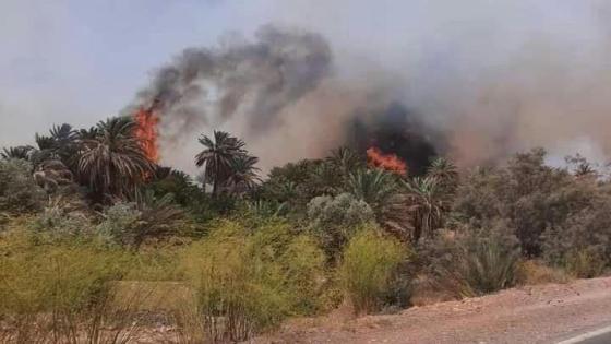 حـريق يأتي على واحـة زيـز بـغـابة أوفـوس بالـرشـيـديـة